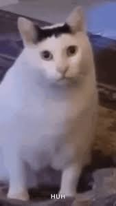 0336247708 e2b9d9cb