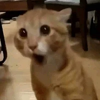 2334042381 2749355d