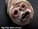 약혐) 몰랐던 탯줄에 대한 정보.jpg