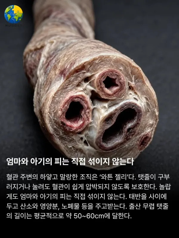 0050561726 2c30dc21 600x799