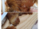 족발 시켰는데 시츄가 왔다.jpgif