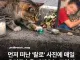 고인이된 랄로를 그리워하는 고양이.jpg