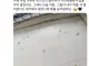 까마귀에게 밥을 주다 멈추면 생기는 일