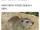 가장 평범하게 생긴 걸로 유명한 동물