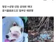 [단독] '반려견 비비탄 난사' 해병대원, 강등 징계 불복 항고
