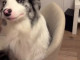 코에 개추가 달린 댕댕이.gif
