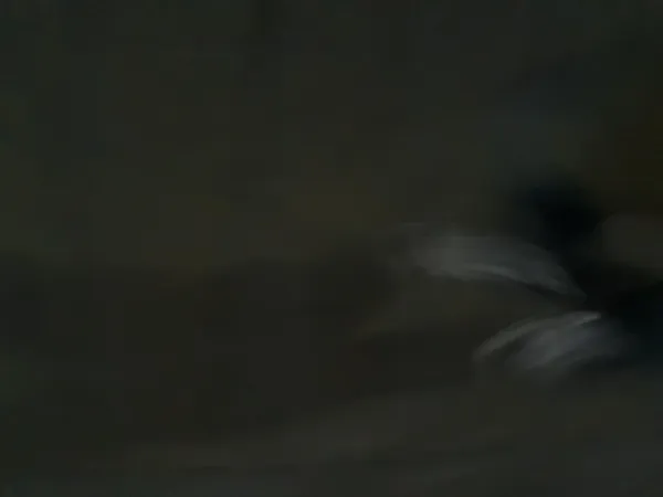 1124239432 9bdecf0f 600x450