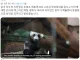 미중정상회담을 앞두고 필살기 사용한 시진핑