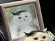 고양이 초상화.jpg