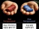 의외로 반반으로 갈린다는 빨강,파랑 삼겹살 선택