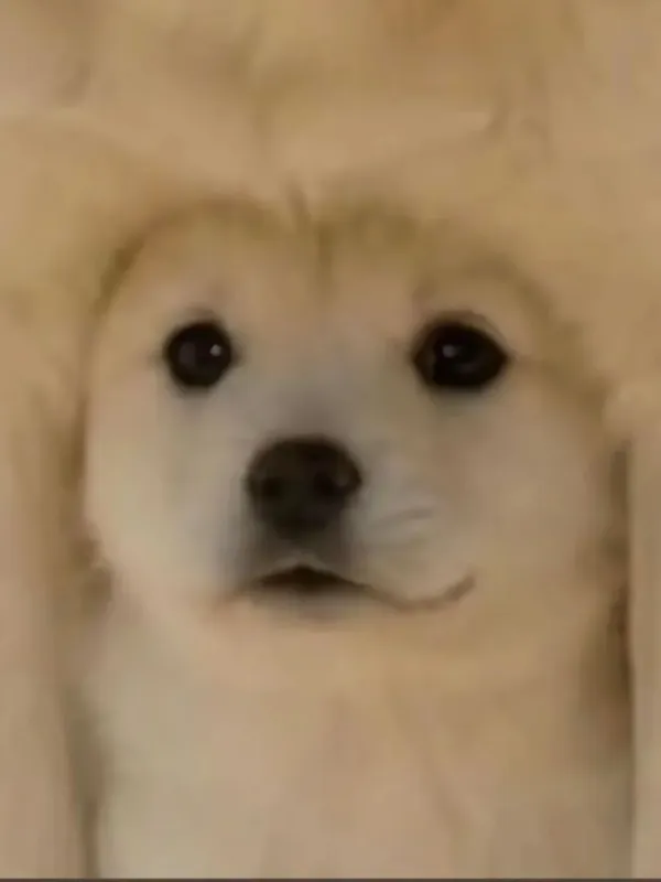 1500413426 f2343752 600x800