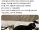 너무 착하고 완벽했던 첫째 고양이