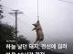 하늘 날던 돼지, 전선에 걸려 마을 10시간 정전
