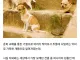 의외로 인간이 교배시켜 만든게 아닌 개 품종
