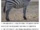 얼룩말이 밀렵되지 않는 이유