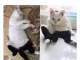 바지입기 귀찮아서 그냥 태어난 고양이