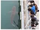 북항 상어 '부캉이', 체장 3m 흑상어 암컷으로 최종 확인