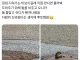 예전에 지나가다가 하수구에서 계속 못 빠져나오는 다람쥐를 본 적이 있슨