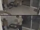 좀 많이 억울한 고양이