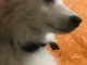 우리집 댕댕이 고양이 또 싸움 ㅋㅋㅋㅋㅋㅋ
