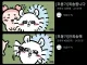 ㅆㄷ) 모몽가 인성
