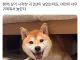 댕댕이와 몇년을 같이 살아도 적응 안된다는것