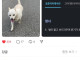 보드라운 털의 강아지를 뜻하는 순우리말