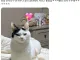 루틴이 깨져서 짜증난 고양이
