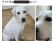당근에 올라온 분실 댕댕이