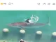 ? ?   “북항 상어에 생닭 던지지 마세요” 전문가가 경고했다 ?