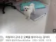 군대간 주인님이 돌아오자 초흥분했다는 강아지...JPG