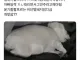 너무 살이쪄서 털을 밀어봄