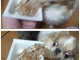 낫토를 본 강아지의 반응.jpg